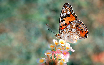 Painted lady, Butterflies HD wallpaper