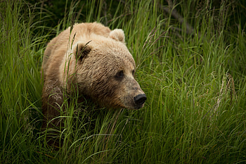 Animals, Grass, Brown, Bear, Predator HD wallpaper