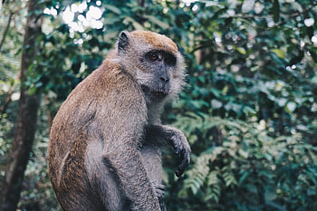 Animals, Monkey, Is Sitting, Sits, Primate HD wallpaper