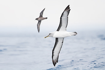 Graceful albatross, Majestic seabird, Stunning aerial acrobatics, Ocean wanderer HD wallpaper