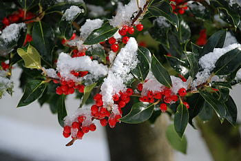 Holly Tree, Stechpalme spotlight, Tree of the year, Evergreen beauty HD wallpaper