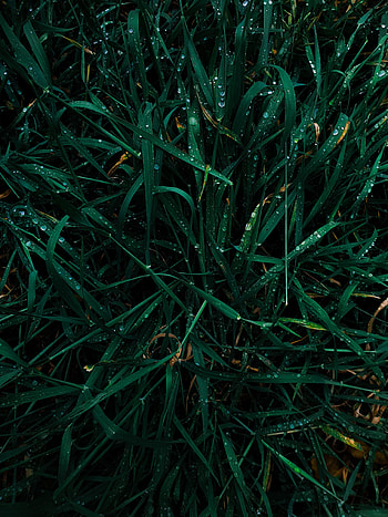 Grass, Drops, Plant, Macro, Dew HD phone wallpaper