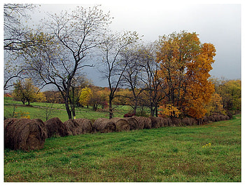 Hay Bales in Field, hay, trees, sky, field HD wallpaper
