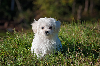 Bolognese Dog, Beautiful, Eyecandy, Xfce HD wallpaper