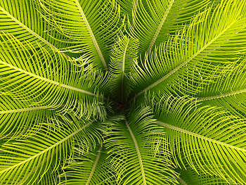 Nature, Leaves, Palm, Branches, Tropical HD wallpaper