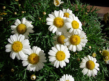 Flowers, Camomile, Greens, Flower Bed, Flowerbed, Snow White HD wallpaper