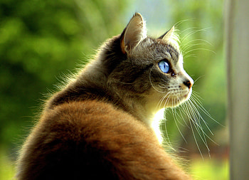 Animals, Cat, Pet, Sight, Opinion, Profile HD wallpaper