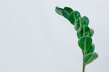 Leaves, Minimalism, Branch HD wallpaper