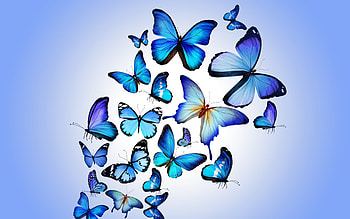 Butterfly Art, butterfly, artist, digital-art HD wallpaper