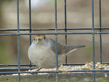 Female Blackcap, Bird, Birdtable, Feeder, Table HD wallpaper