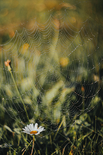 Grass, Camomile, Web, Drops, Macro, Dew, Chamomile HD phone wallpaper