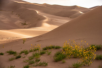 Sand, Nature, Flowers, Desert, Hills, Dunes HD wallpaper