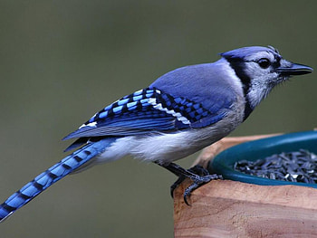 Bird, birds, animals HD wallpaper