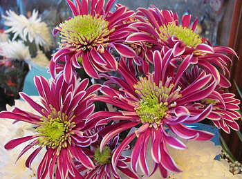 Flowers, Close-Up, Bouquet, Variegated, Mottled, Asters HD wallpaper