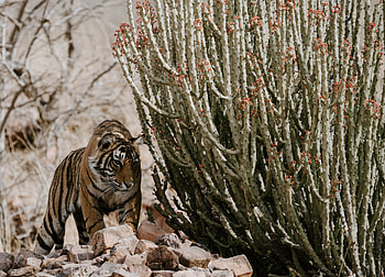Animals, Stones, Predator, Wildlife, Tiger HD wallpaper