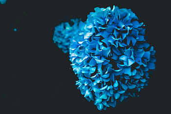 Flower Oled, flowers, oled, nature HD wallpaper