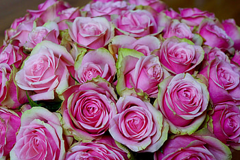 Bouquet, pink roses, flowers HD wallpaper