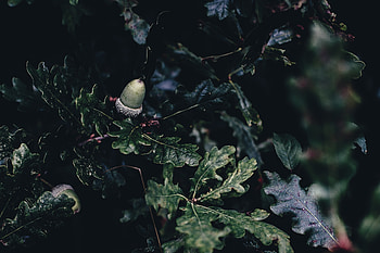 Dark, Branches, Oak, Acorn HD wallpaper