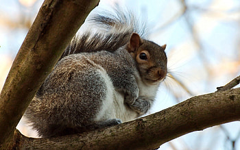 Animals, Squirrel, Wood, Tree, Branches, Fat, Thick HD wallpaper