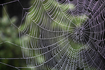 Web, Drops, Macro, Weaving, Braiding HD wallpaper