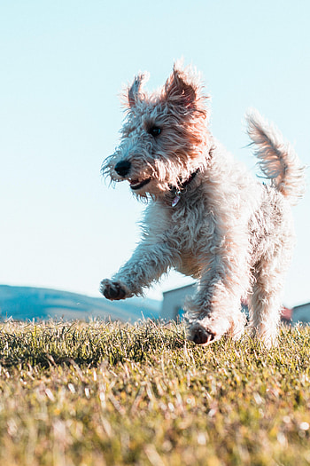 Dog, Animals, Protruding Tongue, Tongue Stuck Out, Bounce, Jump, Terrier HD phone wallpaper