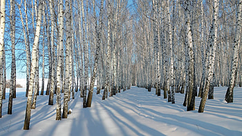 Thick snow winter, Birch trees , Nature and landscape , Better HD wallpaper