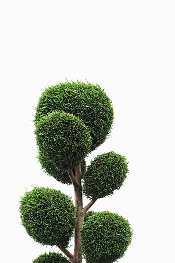 Green house plant, trimmed HD phone wallpaper