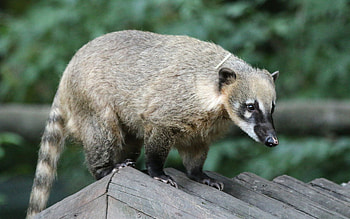 Coati HD wallpaper