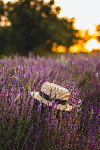 Lavender, Flowers, Miscellanea, Miscellaneous, Hat, Wildflowers HD phone wallpaper