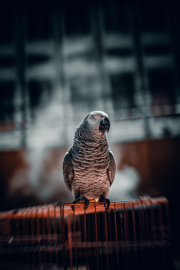 Animals, Parrots, Bird, Sight, Opinion, Focus, Cell, Cage HD phone wallpaper