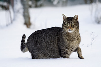 Animals, Winter, Snow, Cat, Stroll HD wallpaper