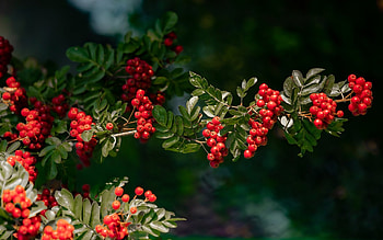 Rowan, rowanberries, branch, Latvia HD wallpaper