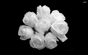 Pink And White Roses HD wallpaper