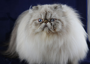 Tantalised, cat, white, long hair, looking tantalised HD wallpaper