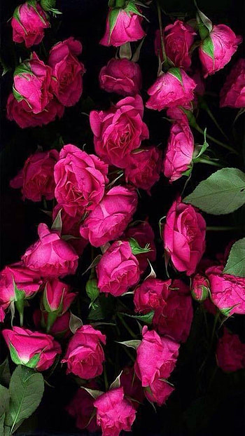 Pink Roses, pink flower, flower, earth, nature, rose HD phone wallpaper
