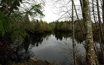 Nature, Trees, Lake, Gloomy, Ate HD wallpaper