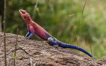Agama Lizard, animal, reptile, lizard, agama HD wallpaper