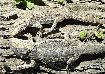 Bearded Dragons, australia, log, lizards, reptiles HD wallpaper