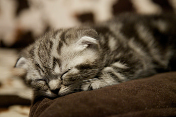 Scottish Fold, Kittens HD wallpaper