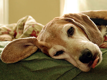 American foxhound, dog, sweet, puppy HD wallpaper
