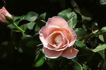 Rose, pink, green, flower HD wallpaper
