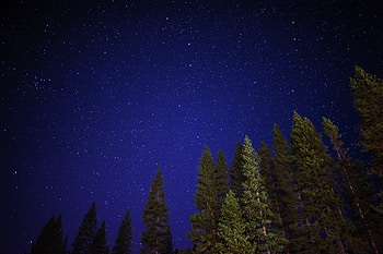 Nature, Trees, Sky, Night, Shining, Starry Sky HD wallpaper