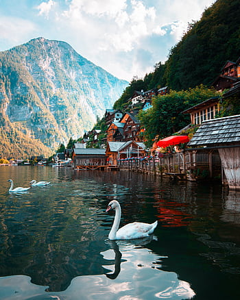 Tranquil lakeside view in Hallstatt with swans, mountains, and que houses under a bright sky. HD phone wallpaper