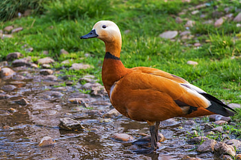 Ruddy Shieldduck, Animals, Winged Creatures, Birds, Ducks HD wallpaper