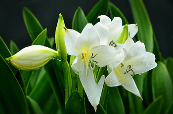 White lilies, white, beautiful, beauty, nice, fragrance, leaves, pretty, green, greenery, nature, flowers, scent, lilies, lovely HD wallpaper