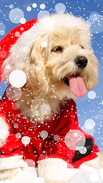 Christmas Dog, Golden Dog HD phone wallpaper