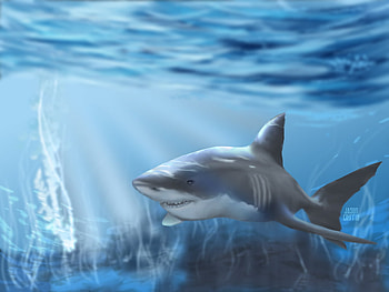 great white, white, great, khai HD wallpaper