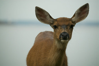 Animals, Muzzle, Ears, Deer HD wallpaper