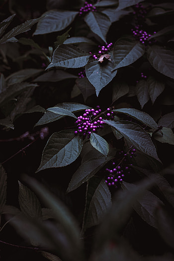 Flowers, Leaves, Violet, Berries, Plant, Purple, Bunches, Clusters HD phone wallpaper