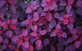 Nature, Leaves, Plant, Shine, Light, Form HD wallpaper
